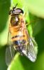 Epistrophe eligans